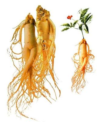 Ginseng