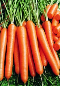 Havuç Hakkında Genel Bilgiler