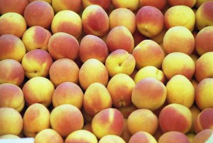 Kayısı Hakkında Genel Bilgiler