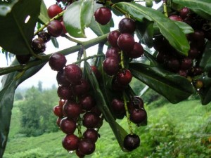 Taflan Hakkında Genel Bilgiler