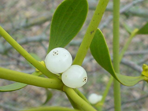Ökse Otu Hakkında Genel Bilgiler