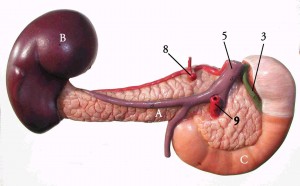 Duodenum