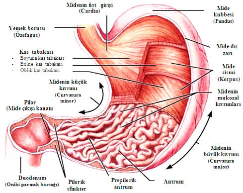 Kronik (Müzmin) Atrofik Gastrit