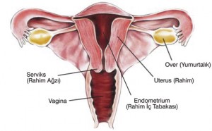 Uterus