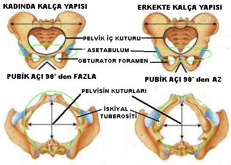 Pelvis