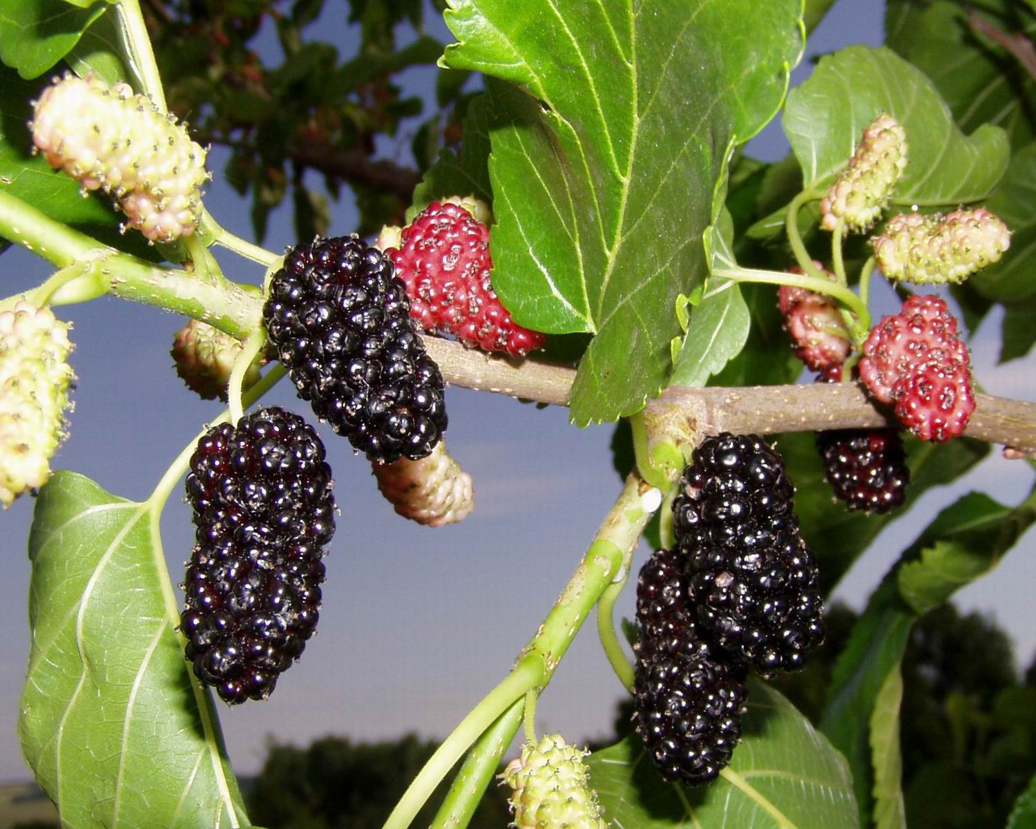 Шелковица фото дерева с ягодами. Шелковица Morus nigra. Шелковица Хартут. Шелковица черная (Morus nigra). Шелковица крупнолистная.