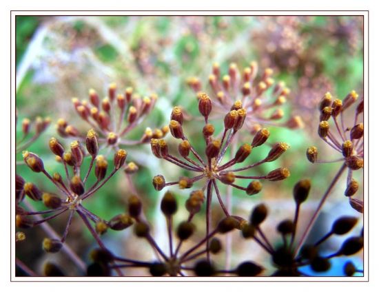 Tere Tohumu Hakkında Genel Bilgiler