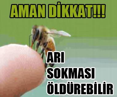 Aman Dikkat! Arı Sokması Öldürebiliyor.