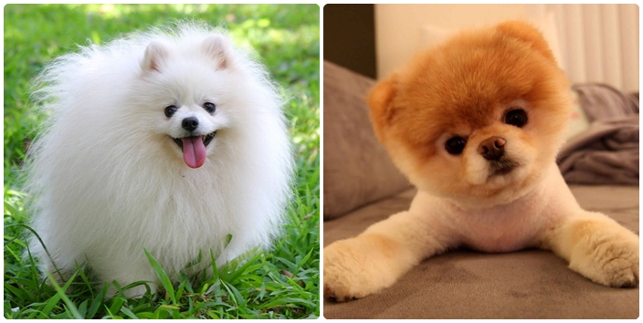 Evde Besleyebileceğiniz Minik Köpekler