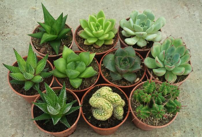 Sukkulent Bakımı Nasıl Olmalıdır?