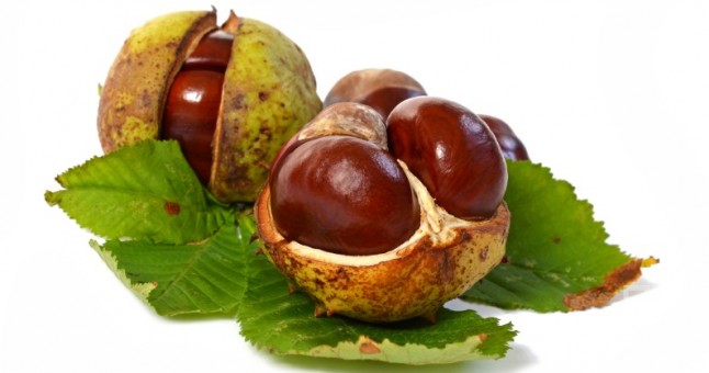 At Kestanesi Yağı Hakkında