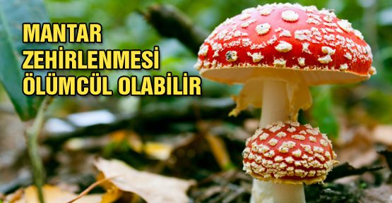 Mantarları Tanımaya Ne Dersiniz?