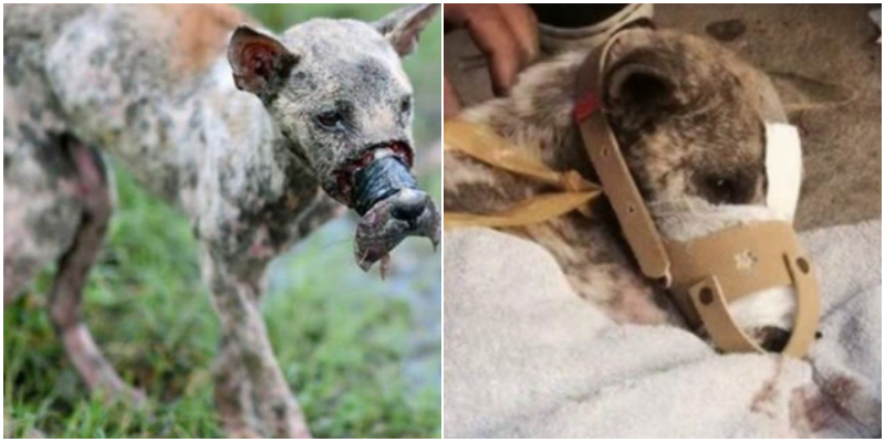 Caniler Köpeğin Ağzını Bantla Sarıp Sokağa Attılar – 537 Gün Sonra Köpek Hayata Döndü