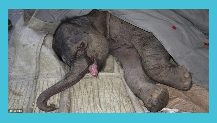 Doğum Sonrası Annesi Tarafından İstenmediği İçin 5 Saat Ağlayan Yavru Fil Yürekleri Dağladı