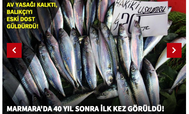 Marmara Denizi’nde 40 yıl sonra ilk kez uskumru görüldü!
