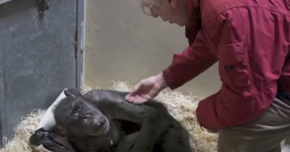 59 Yaşındaki Şempanze Yemek Yemeyi Reddediyordu – Onu Büyüten Adam Yanına Gelince Bakın Nasıl Değişti