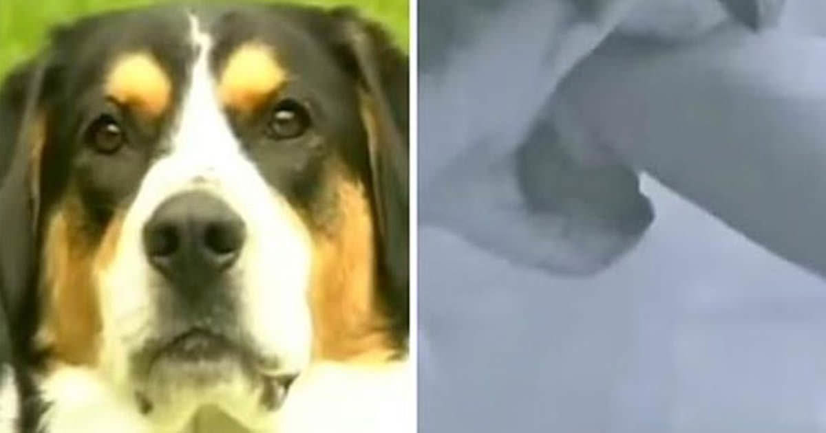 Banyodaki Sahibinin Kolunu Isırdı – Sahibi Gerçeği Farkedince Köpeğe Minnettar Kaldı