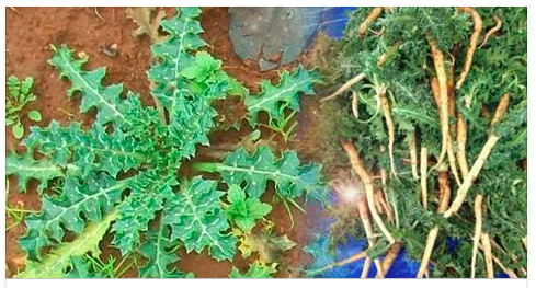 Bu Otu Herkes Yesin Kırk Derde Deva Otun Adı Şefketi Bostan Bilmeyenlere Duyurun