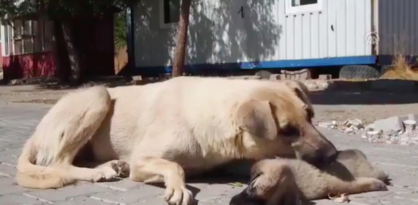 Buna yürek dayanmaz…Ölen yavrusunun başından saatlerce ayrılmadı