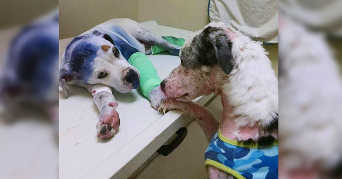 Eski Sahipleri Tarafından İşkence Edilen İki Farklı Köpek Birbirlerini Bakın Nasıl Teselli Ettiler
