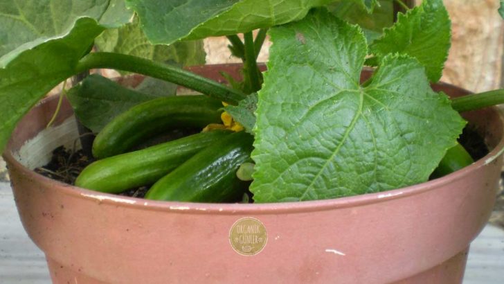 Evde Saksıda Doğal ve Hormonsuz Salatalık Nasıl Yetişir? Salatalığa Para Vermeyin, İşte Püf Noktaları