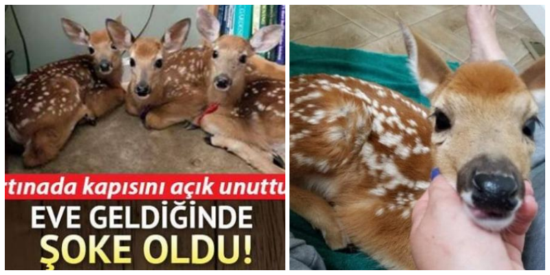 Fırtınalı havada evinin kapısını açık unuttuğunda bu sahneyle karşılaştı!