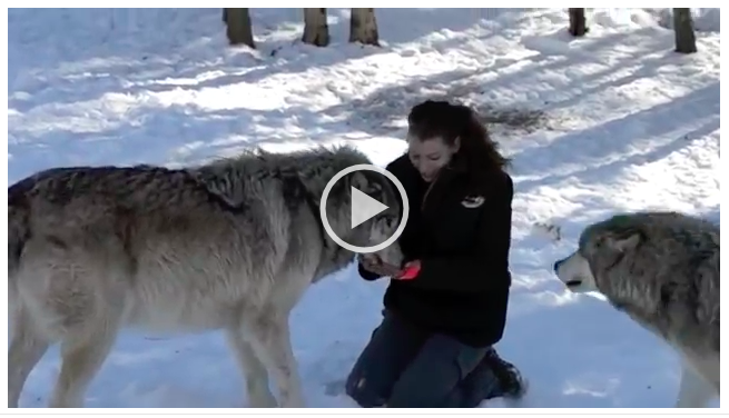 Самый большой волк в мире книга рекордов гиннесса фото