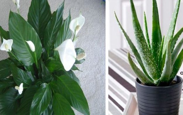 Karbondioksiti hüp diye içine Çeken! Havayı temizleyen 5 harika bitki