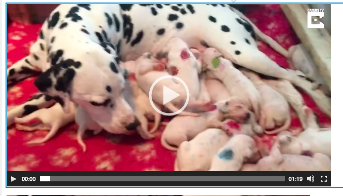 Karnı Kocaman Dalmaçyalı Doğum Yapmak Üzereydi – Veteriner Hatasının Farkına Böyle Vardı