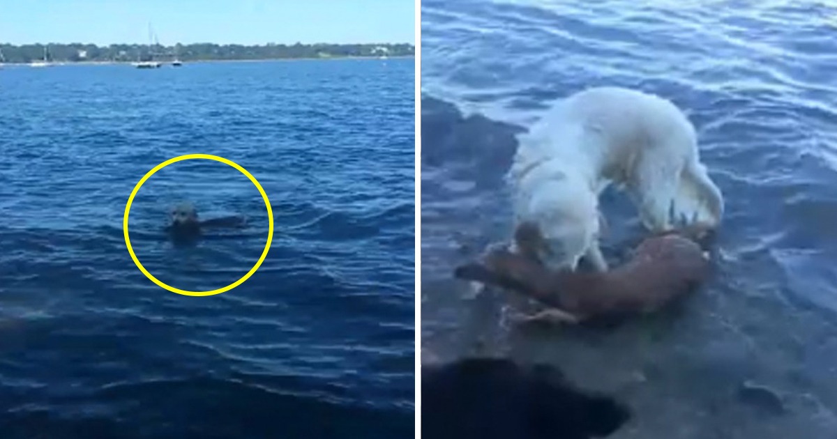 Köpek Boğulma Tehlikesi Geçiren Geyiğin Hayatını Böyle Kurtardı