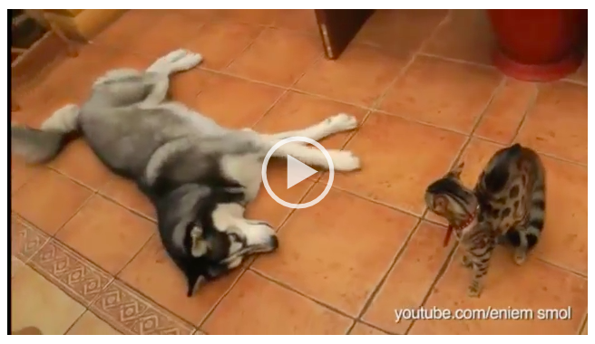 Köpek Kediyle Arkadaşlık Etmek İstese De Kedi Yüz Vermedi – Bakın Köpek Son Olarak Ne Yaptı??