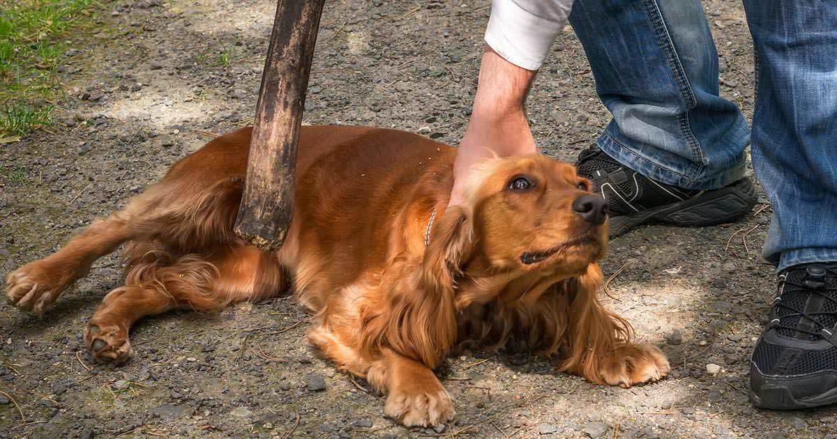 Köpeğine Şiddet Uygulayıp Isıran 32 Yaşındaki Adam Hapis Cezasına Çarptırıldı