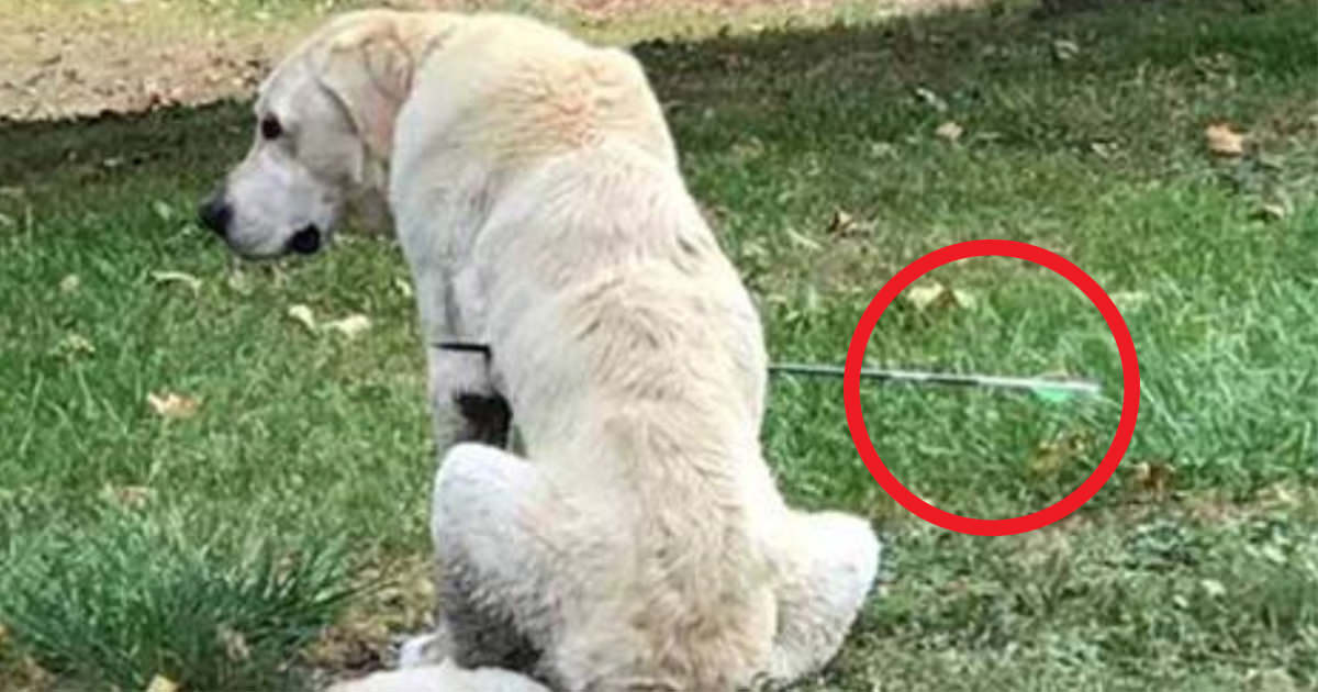 Köpeğini Karnına Ok Saplanmış Halde Buldu – Okun Üstündeki Detayı Farkedince Polisi Aradı