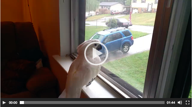 Sahibinin İşten Eve Döndüğünü Gören Papağanın Tepkisini İyi İzleyin