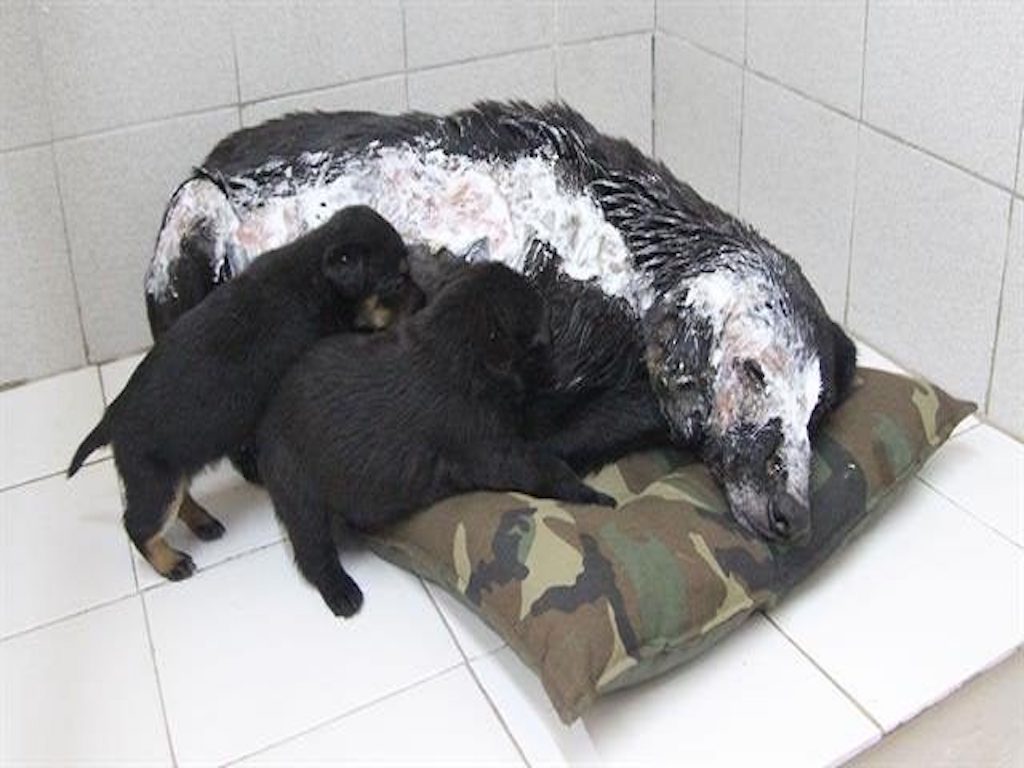 Üzerine Kaynar Su Döktüler – O İse Yavruları İçin Bakın Ne Yaptı