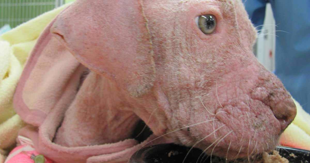 İstismara Uğrayan Köpek Yeni Sahibini Görünce Bakın Nasıl Şaşırdı