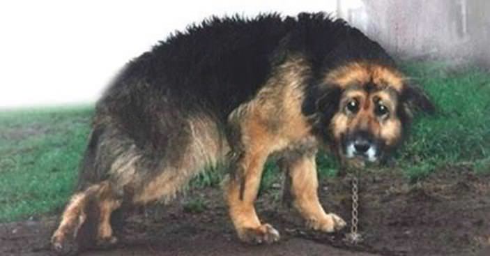 10 Yıldır Bağlı Olan Köpek Salınınca Bakın Nasıl Sevindi