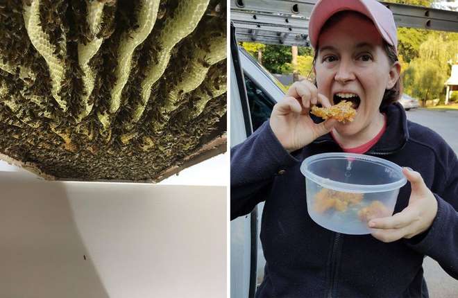 6 Ay Boyunca Tavanından Tuhaf Sesler Geldiğini Duydu – Gerçeği Öğrenince Şok Oldu