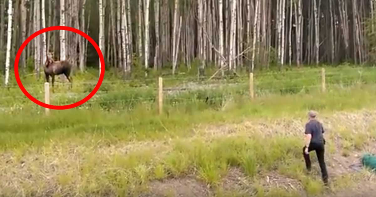 Adam Yaklaştıkça Sığın Tuhaf Davranmaya Başladı – Ağlama Sesi Duyunca Bakın Ne Yaptı