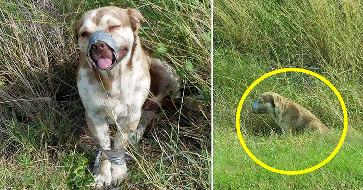 Ağzı Bantlı Halde Ölüme Terkedilen Köpeği Tesisatçı Böyle Kurtardı