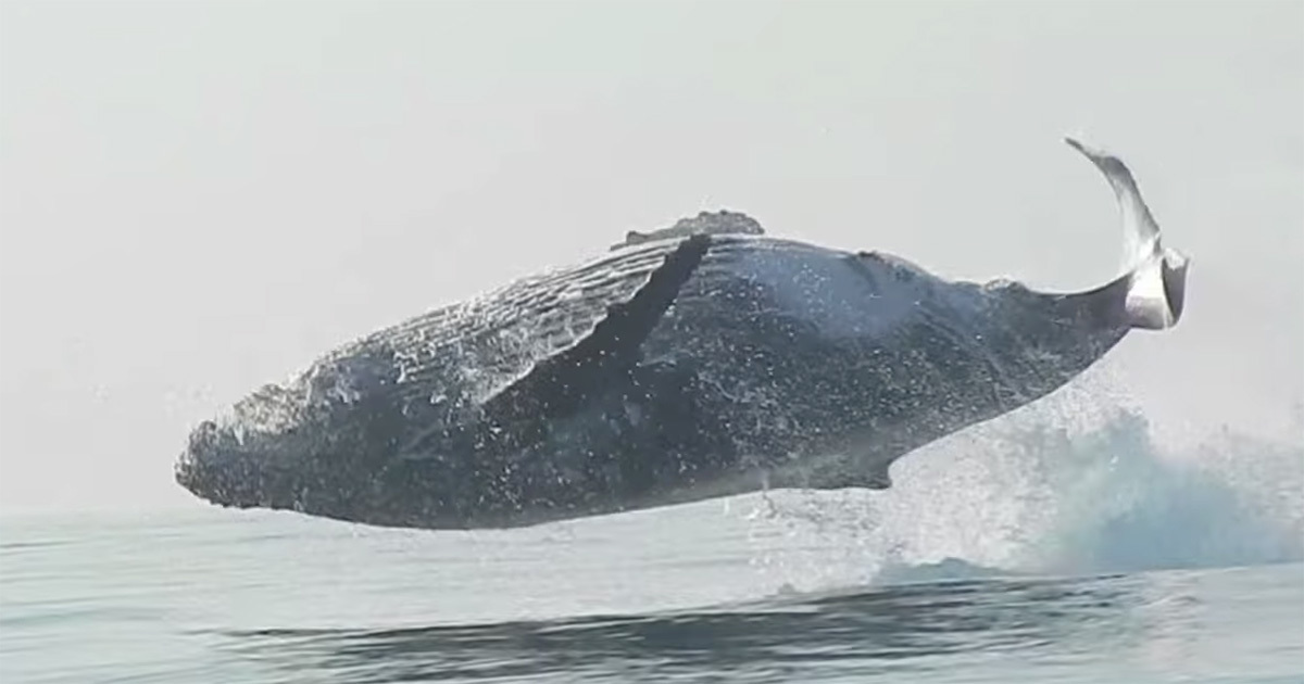 Balık Tutarken Birden Karşısına 40 Tonluk Kambur Balina Çıktı