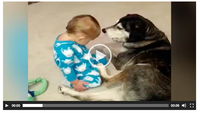 Bebek Uyuyakalmamak İçin Uğraşıyor – Durumu Farkeden Köpek Bakın Ne Yapıyor