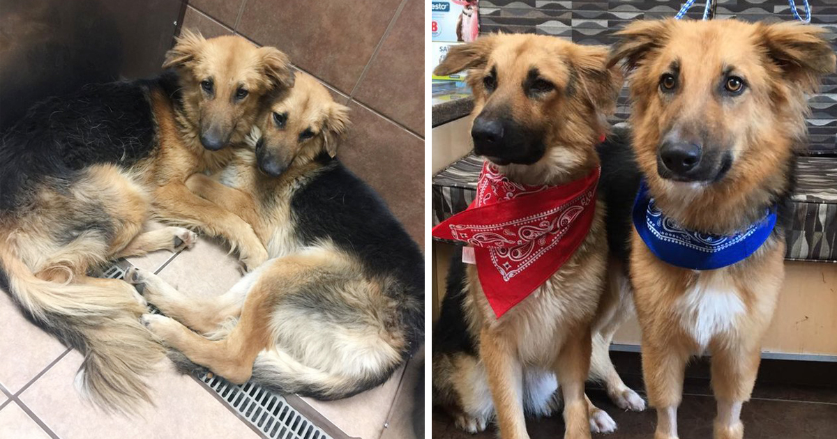 Birbirinden Ayrılmayı Reddeden 2 Terkedilmiş Köpek Şimdi Bir Hayvansever Tarafından Sahiplenildi