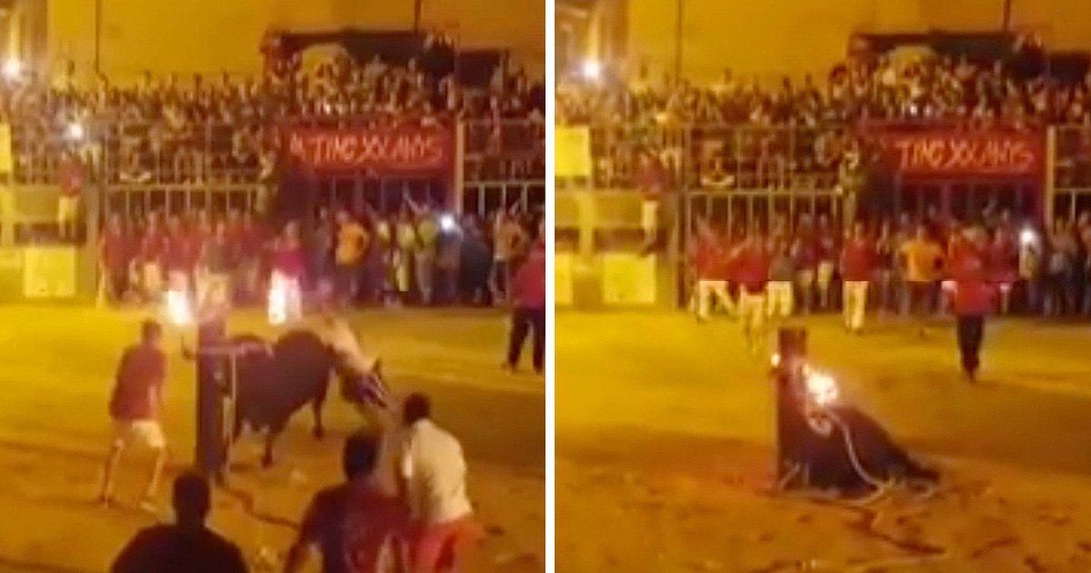 Boynuzları Yakılan Alev Hayatını Böyle Kaybetti