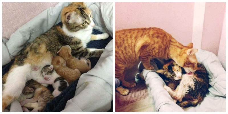 Dişinin Yanından Bir An Olsun Ayrılmadı – Doğum Yapınca Bakın Ne Tepki Verdi