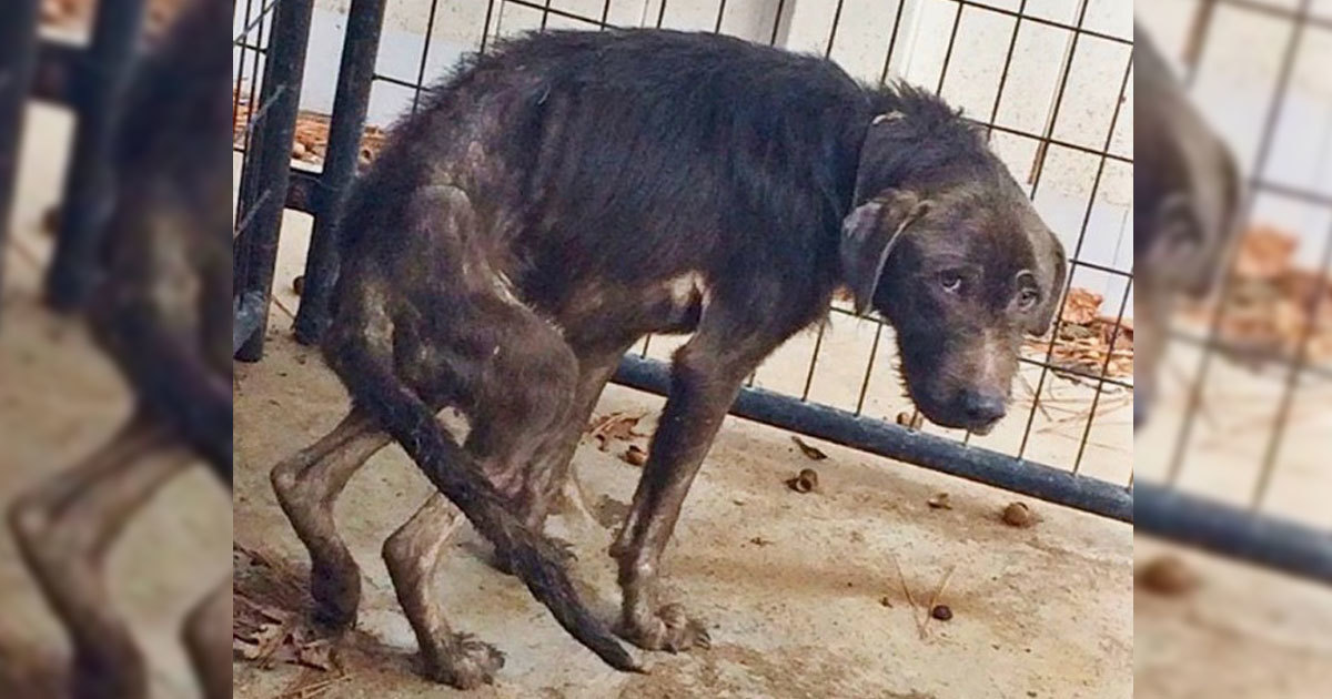 Erkek Gördüğünde Korkudan Olduğu Yerde Donup Kalan Köpeğin Hayatını Bir Pilot Böyle Kurtardı