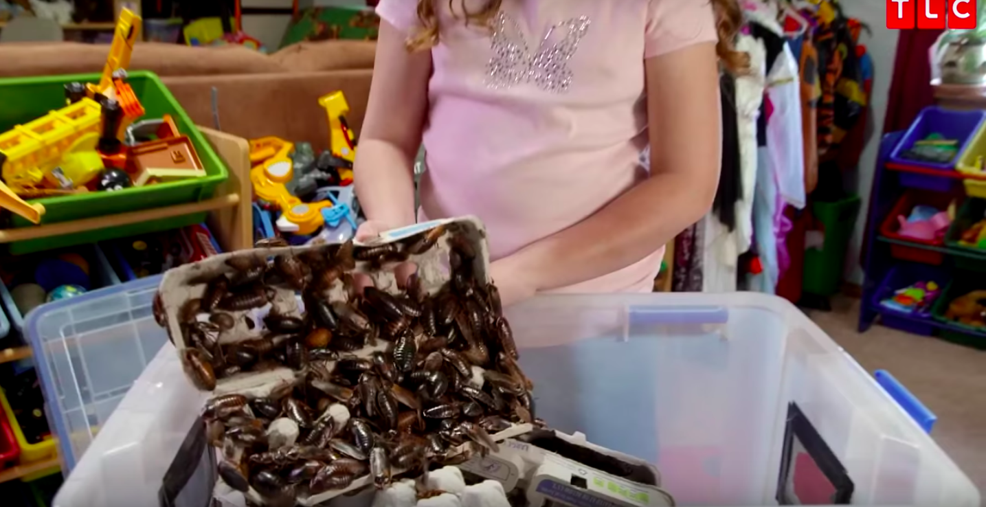 Evcil Hayvan Olarak Evinde 7000 Hamamböceği Besleyen Küçük Kız