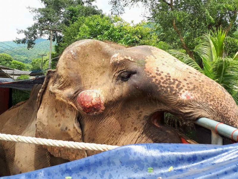 Fillere Binerken Eğleniyorlardı – Gerçeği Öğrenince Gözleri Doldu
