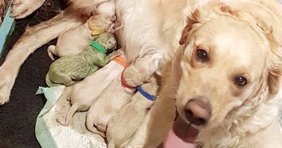 Golden Retriever 9 Yavru Dünyaya Getirdi – İçlerinden Birini Görünce Şaşıracaksınız