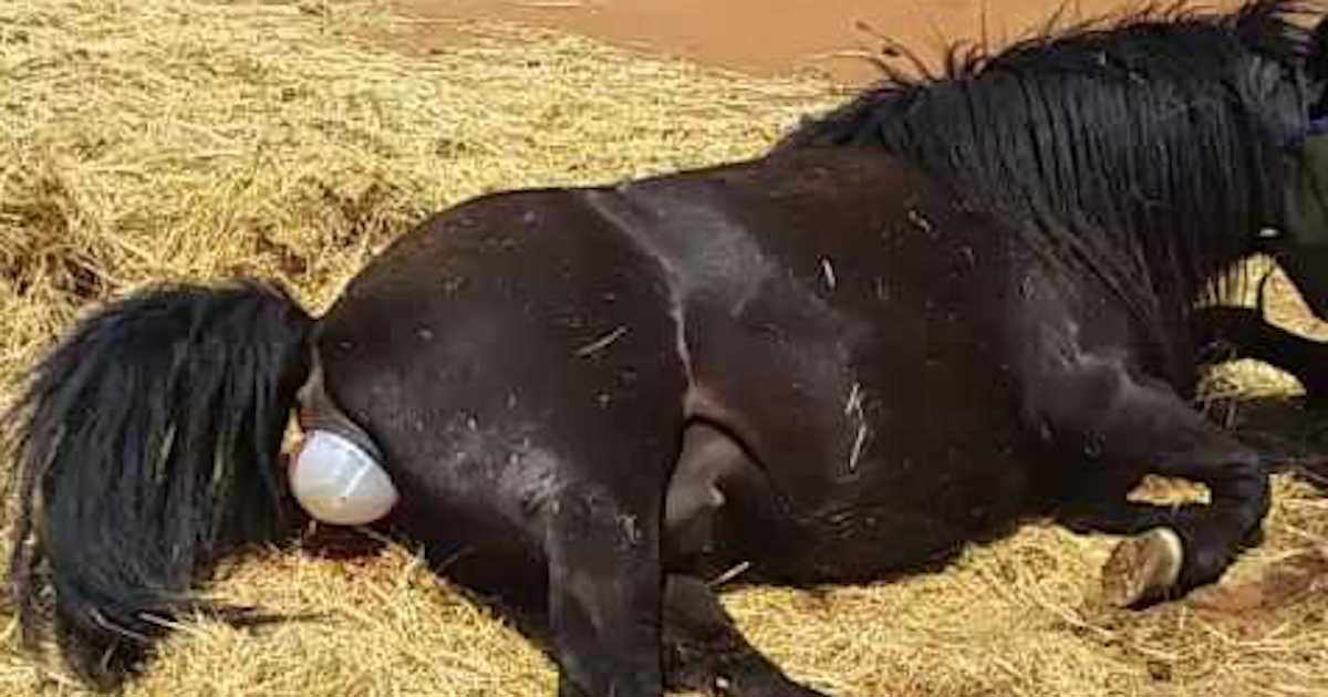 Hamile At Bir Mucizeyi Gerçekleştirerek Sahibinin Ağzını Açık Bıraktı